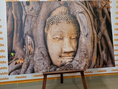 Obraz Budhov posvätný figovník