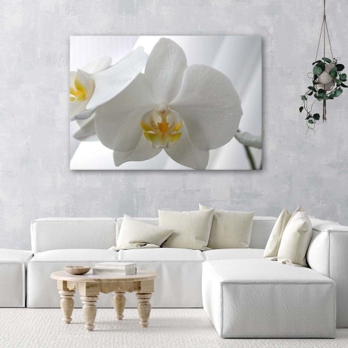 Obraz na plátně Bílý květ orchideje