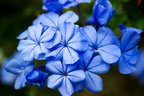Samolepiaca fototapeta divoké modré kvety