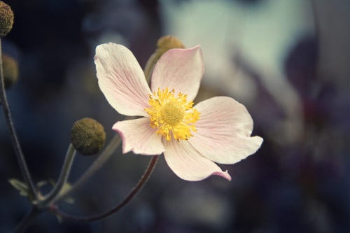Samolepiaca fototapeta jemnosť kvetu