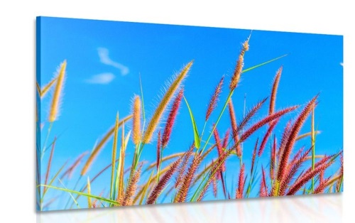 Obraz divoká tráva pod modrou oblohou