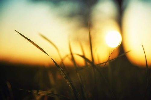 Samolepiaca fototapeta zapadajúce slnko v tráve