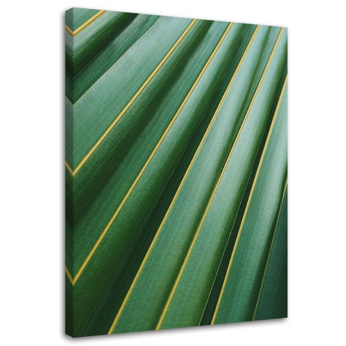 Obraz na plátně Přírodní rostlina Palm Leaf