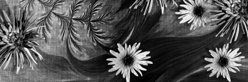 Obraz kvety na čiernobielom pozadí