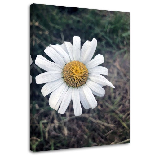 Obraz na plátně Heřmánkový květ Příroda