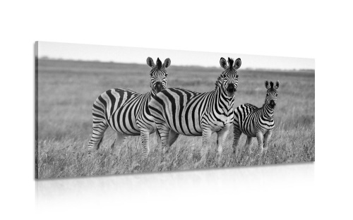 Obraz tri zebry v savane v čiernobielom prevedení