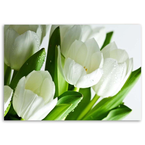 Obraz na plátně Bílé tulipány Květina