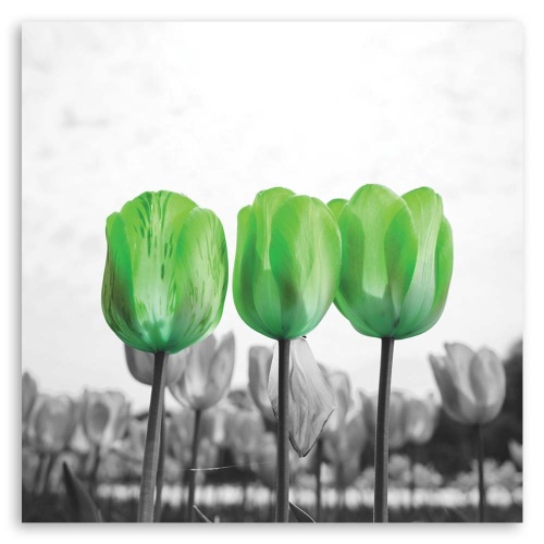 Obraz na plátně Květiny Zelené tulipány