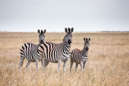 Samolepiaca fototapeta tri zebry v savane