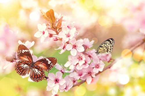 Samolepiaca tapeta jarné kvety s exotickými motýľmi
