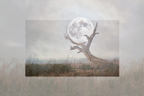 Samolepiaca tapeta mesiac v náručí stromu