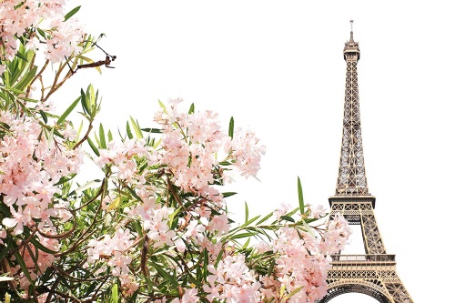 Samolepiaca fototapeta Eiffelova veža a ružové kvety