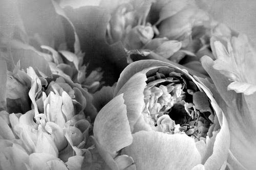 Samolepiaca tapeta čiernobiele lupienky kvetu