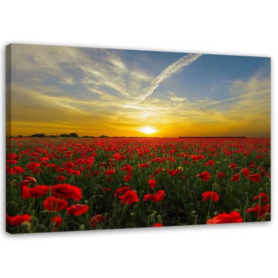 Obraz na plátně Červené máky při západu slunce - 100x70 cm