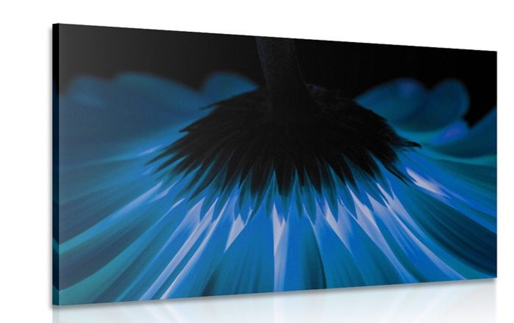 Obraz modrá gerbera na tmavom pozadí - 120x80