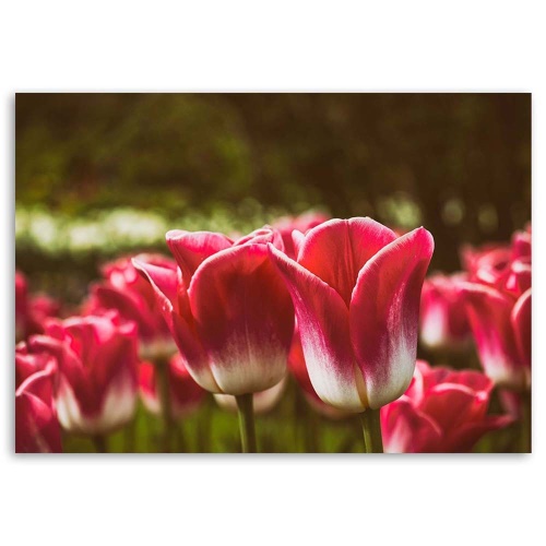 Obraz na plátně Květ červeného tulipánu