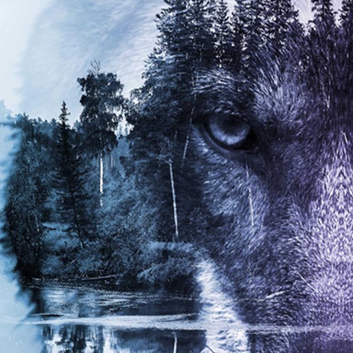 Ozdobný paraván Lesní vlk Zvířata Příroda