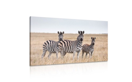 Obraz tri zebry v savane
