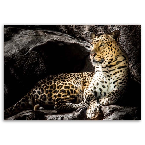 Obraz na plátně Leopardí zvířata Rock