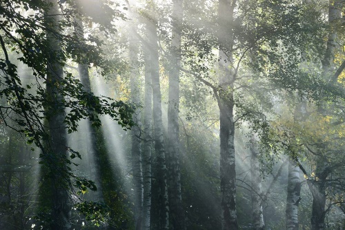 Samolepiaca fototapeta slnečné lúče v hmlistom lese