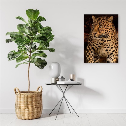 Obraz na plátně Leopard divoká příroda