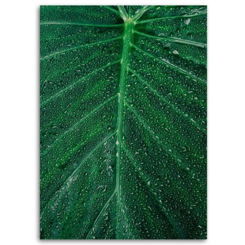 Obraz na plátně Listová rostlina Zelená příroda