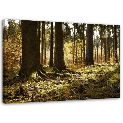 Obraz na plátně Lesní krajina Příroda