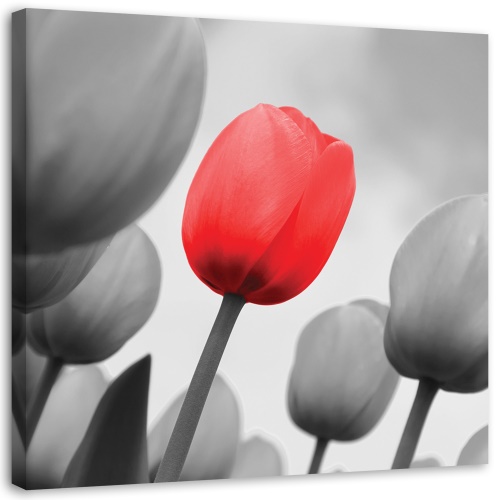 Obraz na plátně, Červený květ tulipánu