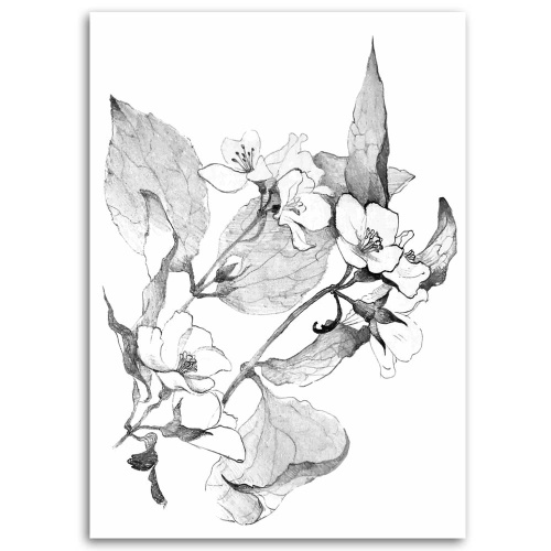 Obraz na plátně Květiny Černobílá příroda