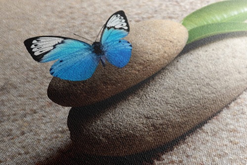 Obraz modrý motýľ na Zen kameni