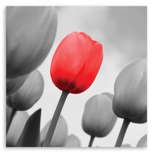 Obraz na plátně, Červený květ tulipánu