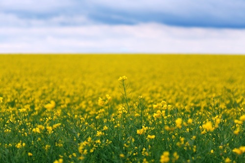Samolepiaca fototapeta žlté rozkvitnuté pole