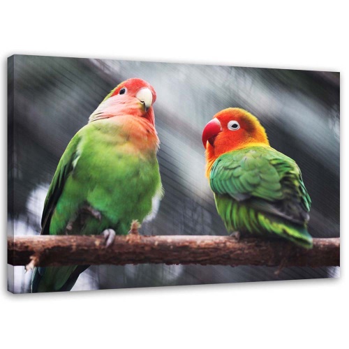 Obraz na plátně Barevní papoušci Ptáci
