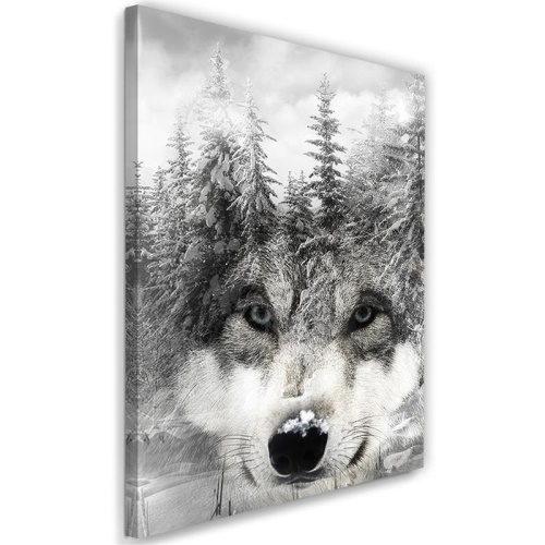 Obraz na plátně Wolf Forest Černá a bílá