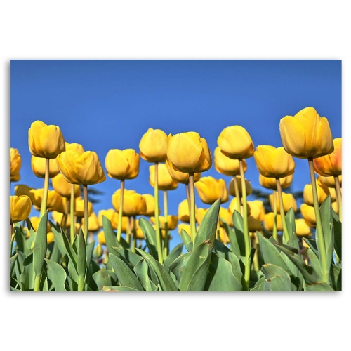 Obraz na plátně Tulipány Květiny Příroda Žlutý