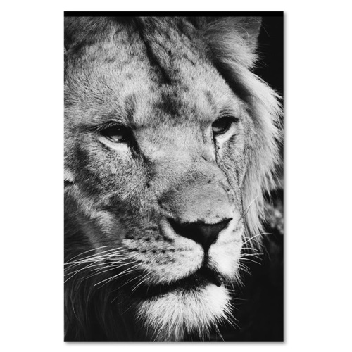 Obraz na plátně Afrika Lev černobílý