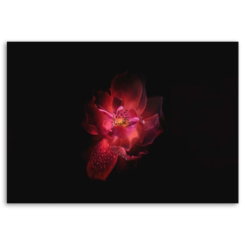 Obraz na plátně Růžový květ Černé pozadí