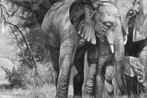 Obraz slonia rodinka v čiernobielom prevedení
