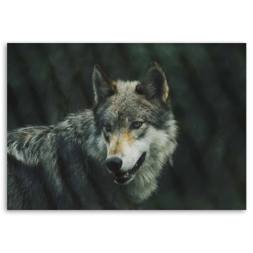 Obraz na plátně Vlk Příroda Zvířata