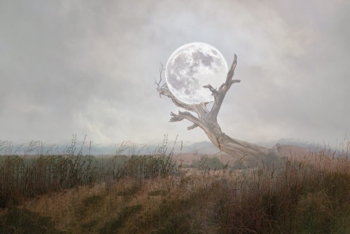 Samolepiaca tapeta mesiac v náručí prírody