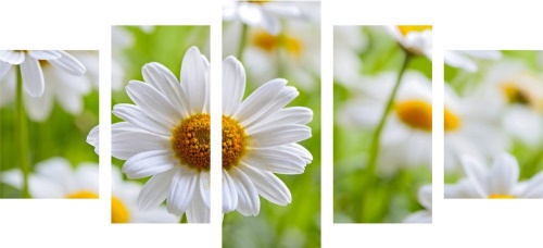 5-dielny obraz jarná lúka plná kvetov