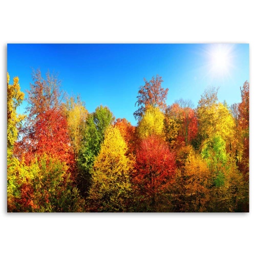 Obraz na plátně Barevná lesní podzimní krajina