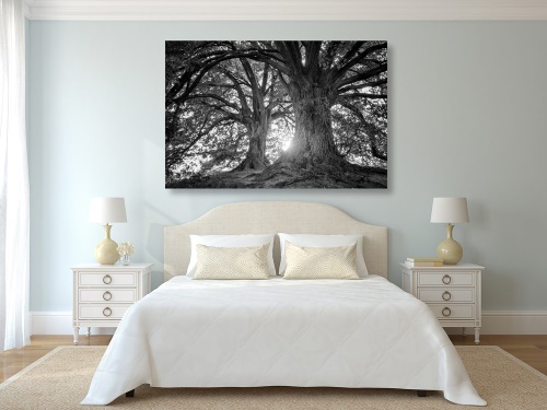 Obraz čiernobiele majestátne stromy