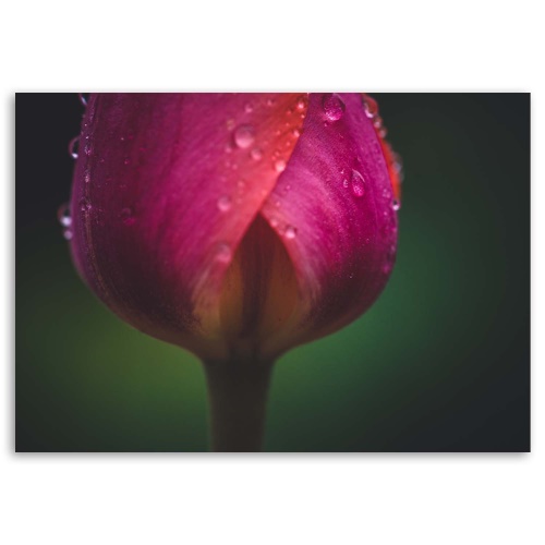 Obraz na plátně Tulipán Květ růžový