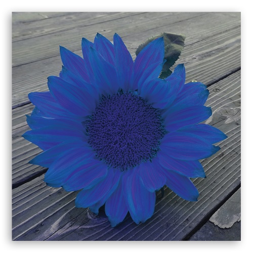 Obraz na plátně, Modrá slunečnice