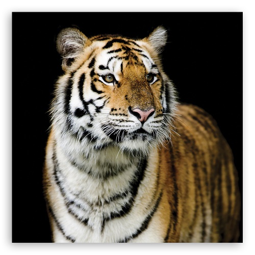 Obraz na plátně, Majestátní tygr