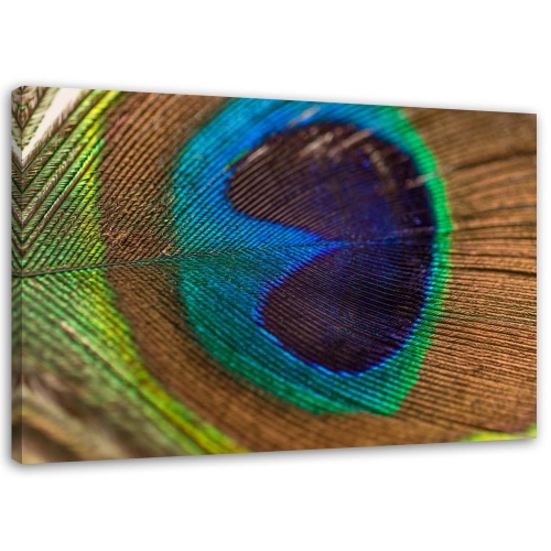 Obraz na plátně Ptačí pírko Peacock