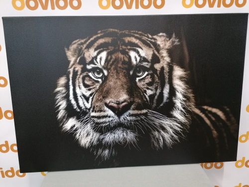 Obraz tiger