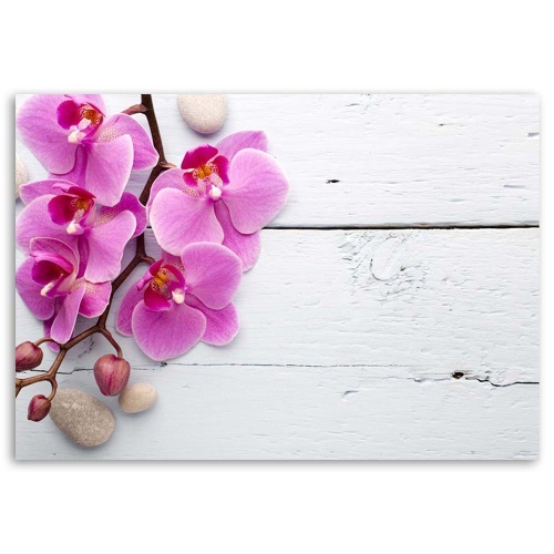 Obraz na plátně Růžová orchidej Květina