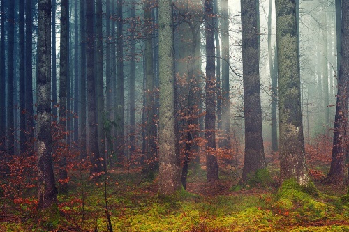 Fototapeta tajomstvo lesa